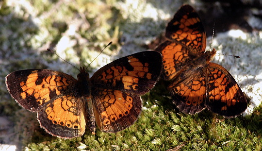 butterflies.jpg