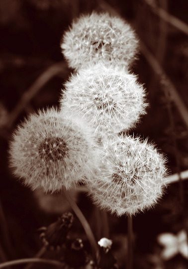 dandilion.jpg