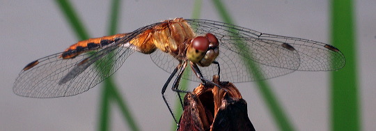 dragonfly2.jpg