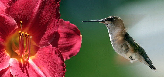 hummer.jpg