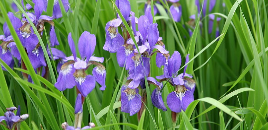 iris.jpg
