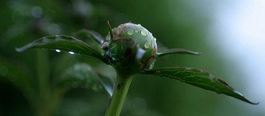 peony.jpg