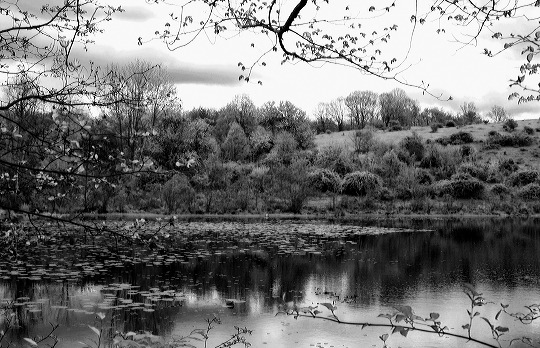 pond.jpg