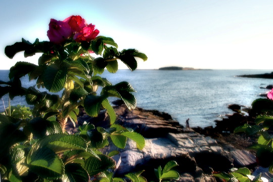 rose.jpg