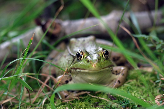 smilefrog.jpg