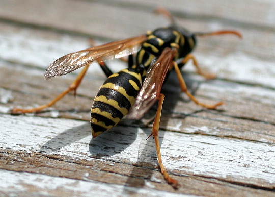 yellowjacket.jpg