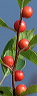 berries