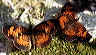 butterflies