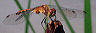 dragonfly2
