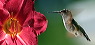 hummer