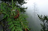 mist