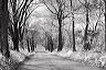 mywalk