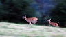 runningdeer