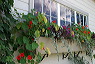 windowbox2