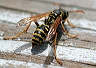 yellowjacket